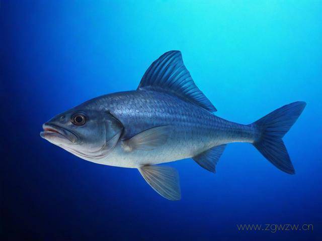 乐鱼网站怎么看不了了,乐鱼在线登陆