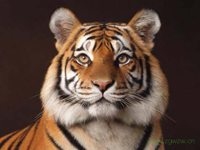 雅虎网站怎么进入,如何进入雅虎