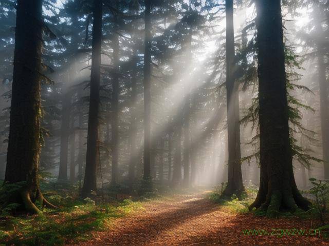 poe网站怎么进入,poe开启