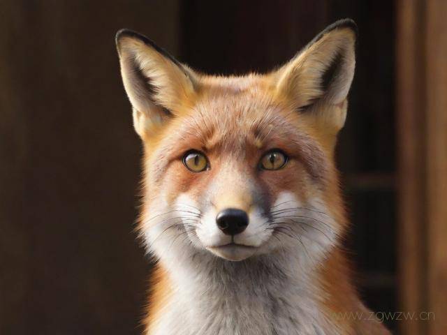 茶杯狐网站怎么下载,“茶杯狐下载”